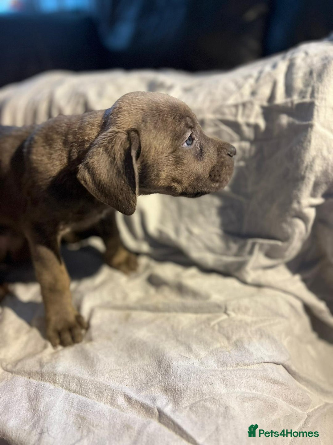 Cane Corso dogs for sale: Cane corso puppies - Advert 3