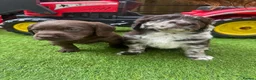 Cocker Spaniel dogs for sale: ​Stunning Cocker Spaniel Puppies Ready 14th May in London - Advert 3