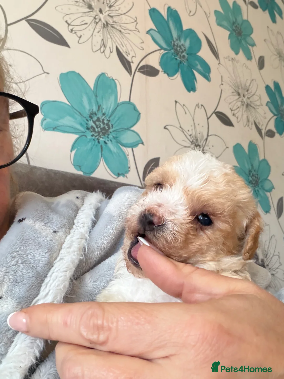 Yorkiepoo dogs for sale: Only one little boy Yorkiepoo left  - Advert 2