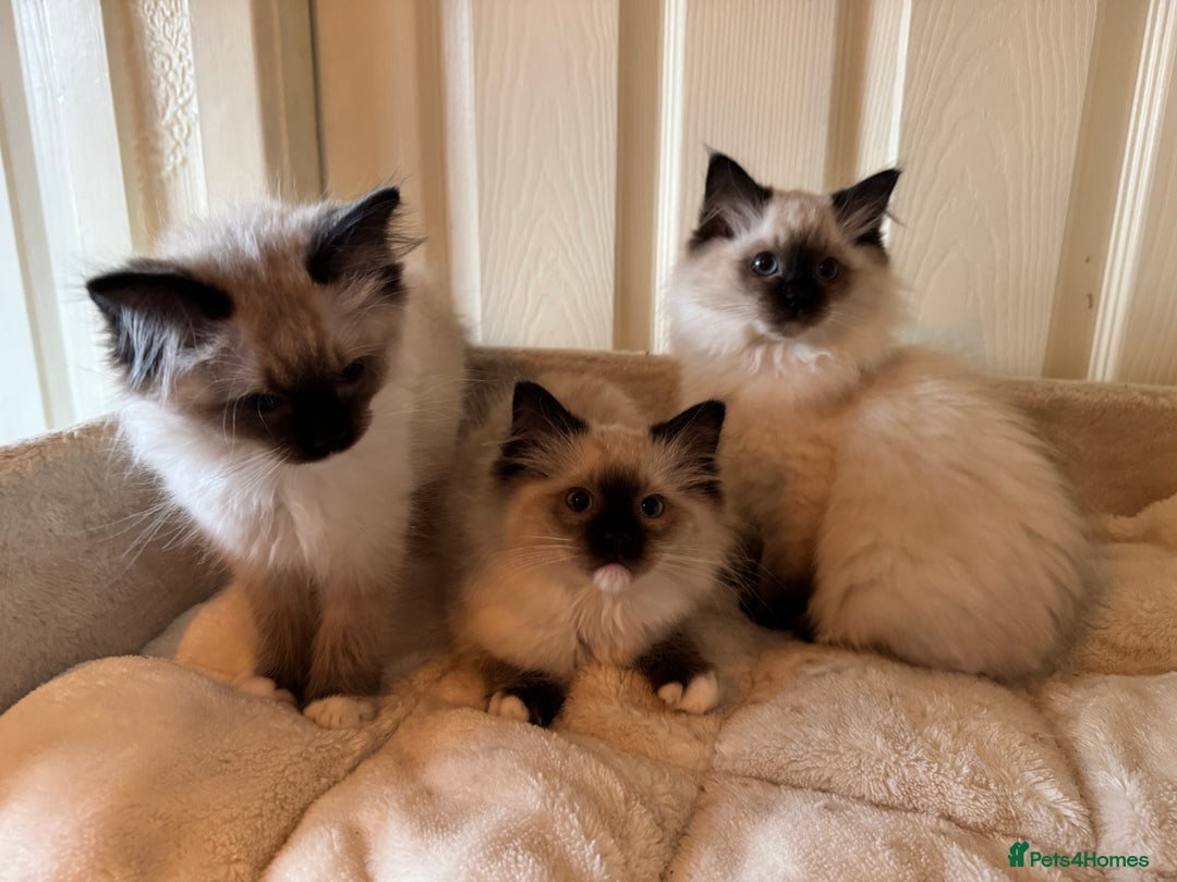 Ragdoll cats for sale: Beautiful Ragdoll kittens - Advert 13