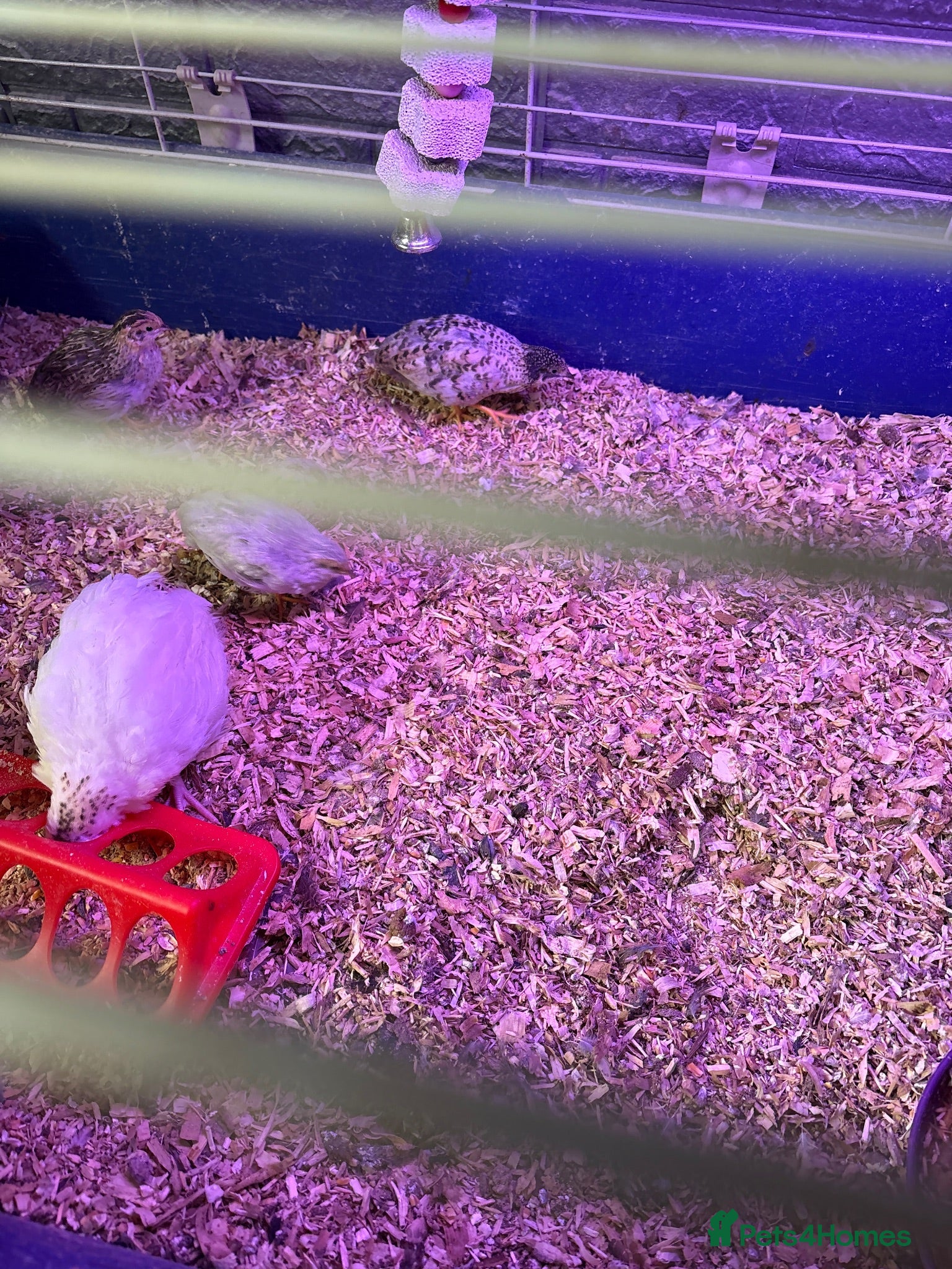 Quail poultry Button quail  - Advert 2