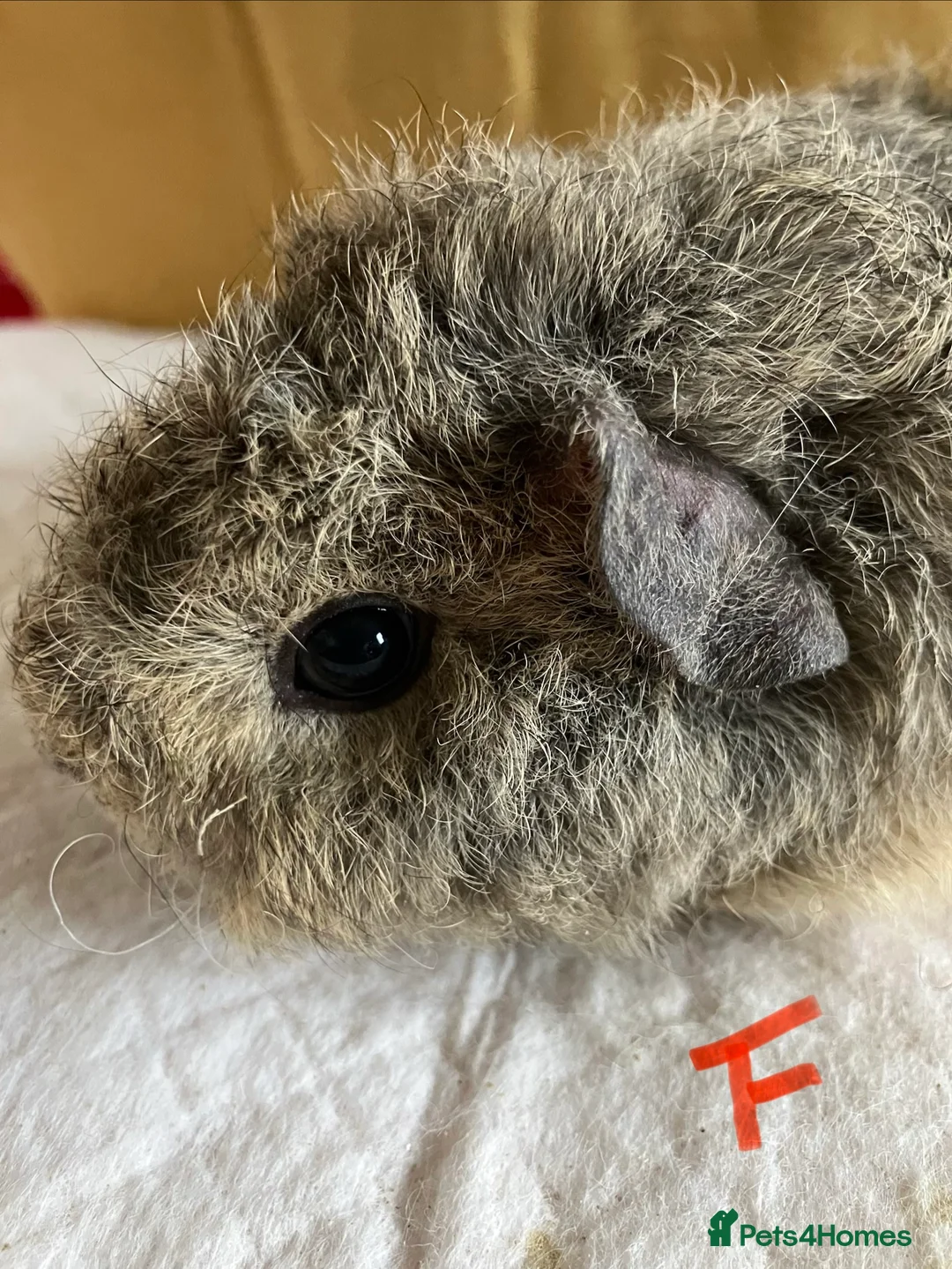 Mixed Breed rodents for sale: Baby guinea pigs  - Advert 8