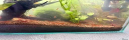 Shrimps fish for sale: Cherry shrimp juveniles  - Advert 2