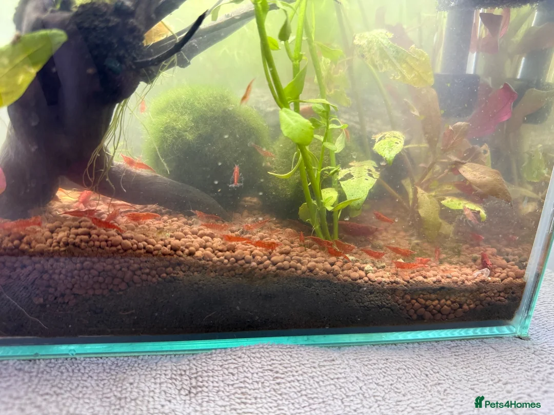 Shrimps fish for sale: Cherry shrimp juveniles  - Advert 2