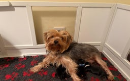 Yorkshire Terrier dogs for sale: Yorkshire terrier puppies  - Image 7