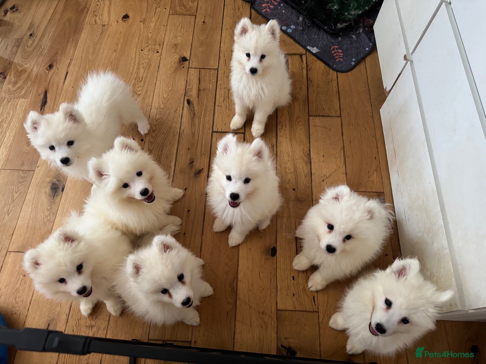 Samoyed dogs Crufts line + health tested Samoyeds - Advert 2