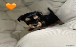 Yorkshire Terrier dogs for sale: Yorkies puppies  - Image 13