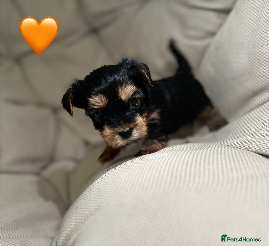 Yorkshire Terrier dogs for sale: Yorkies puppies  - Image 13