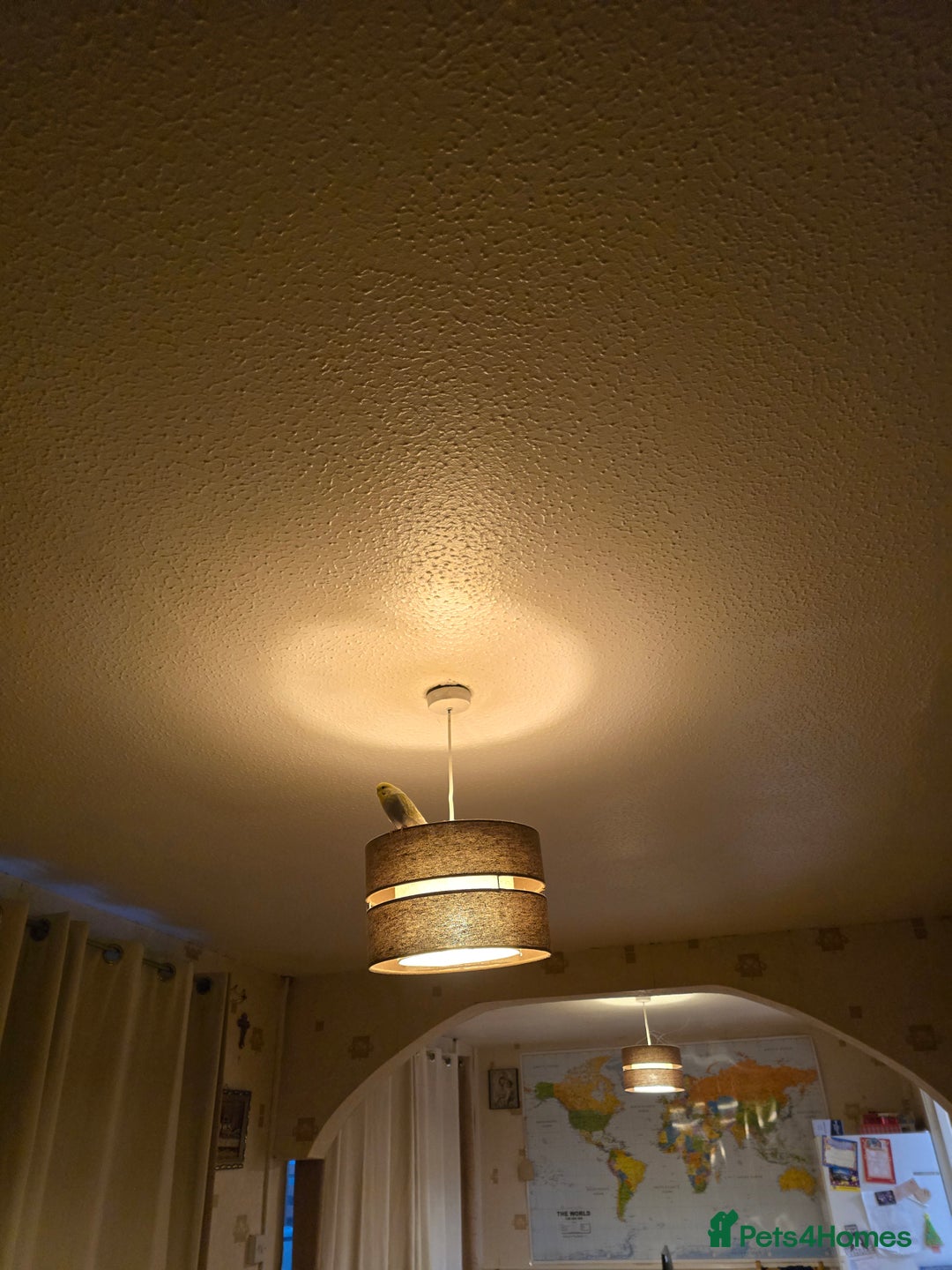 Budgerigars birds for sale: Budgerigar - Advert 5