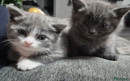 British Shorthair cats for sale: Adorable British Shorthair x Persian Kittens  - Image 26