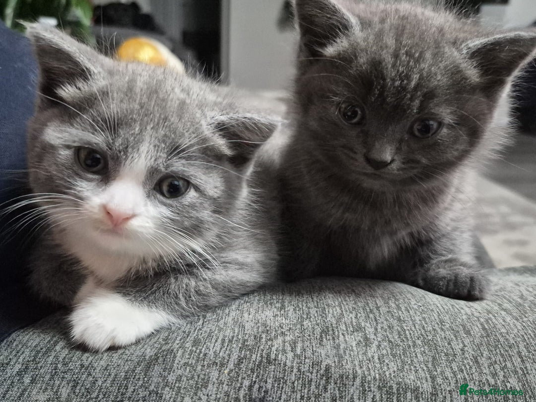 British Shorthair cats for sale: Adorable British Shorthair x Persian Kittens  - Image 26