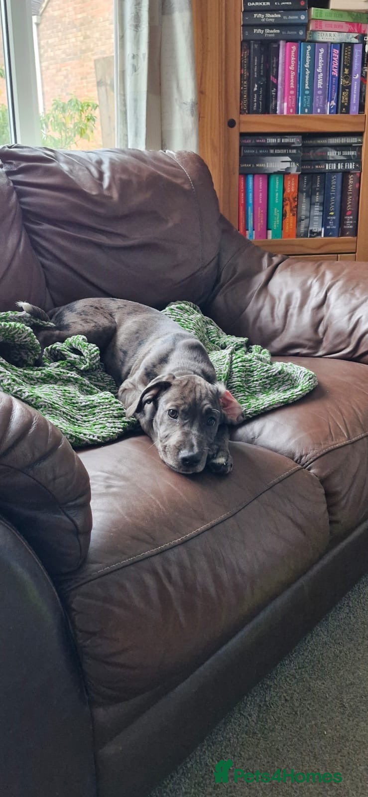 Mixed Breed dogs Coco  - Advert 3