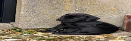 Great Dane dogs for sale: Champion blood exceptional quality black GreatDane - Advert 2