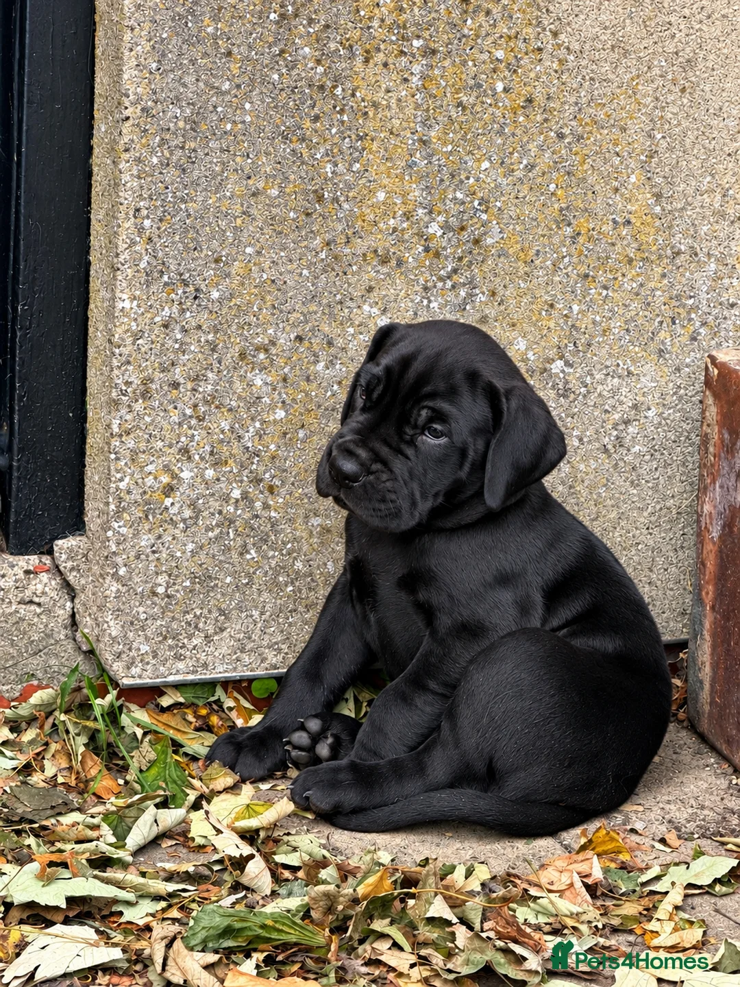 Great Dane dogs for sale: Champion blood exceptional quality black GreatDane - Advert 2