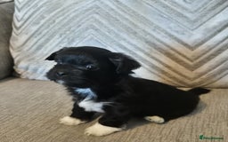 Lhasa Apso dogs for sale: Lhaso Apso Puppies  - Image 29