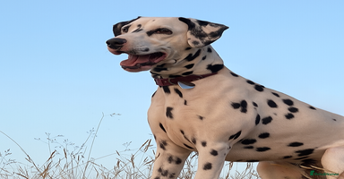 Dalmatian dogs - Advert 4