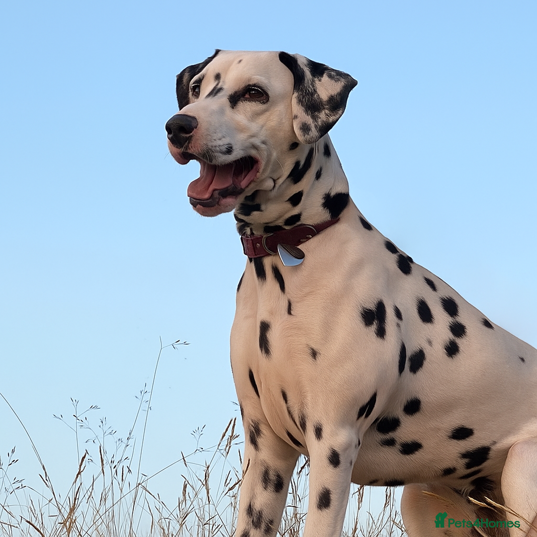 Dalmatian dogs for sale: Dalmation Puppies Have Arrived…!! - Image 3