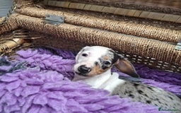 Dachshund dogs for sale: Minature Dachshund puppy,s - Image 5