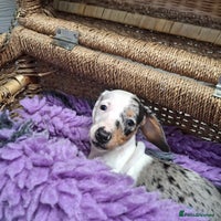 Dachshund dogs - Advert 5