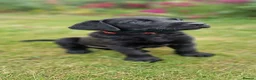 Labrador Retriever dogs for sale: KC Registered Pedigree Black Labrador Puppies in Abergele - Advert 1