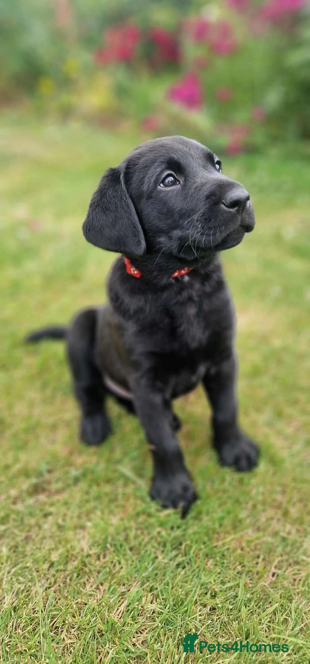 Labrador Retriever dogs for sale: KC Registered Pedigree Black Labrador Puppies in Abergele - Advert 1