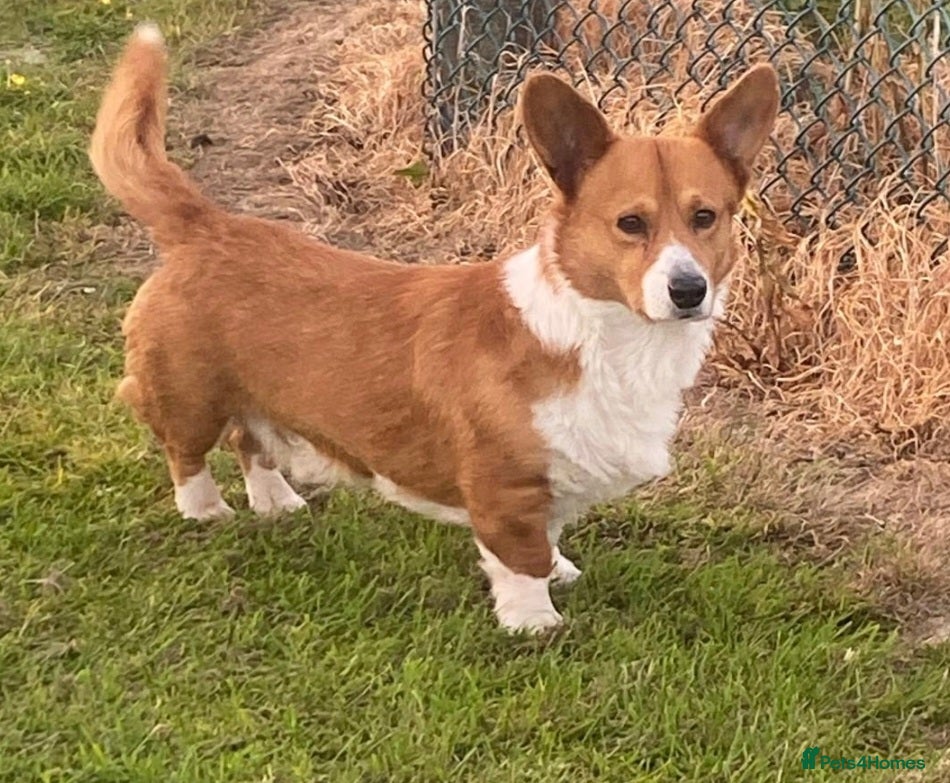 Welsh Corgi Cardigan dogs Cardigan Corgi - Advert 18