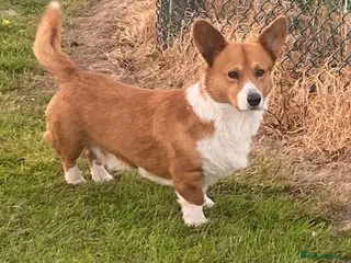 Welsh Corgi Cardigan dogs Cardigan Corgi - Advert 18