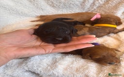 Irish Doodle dogs for sale: 🐾 F1 Beautiful Miniature Irish Doodle Puppies 🐾  - Image 20