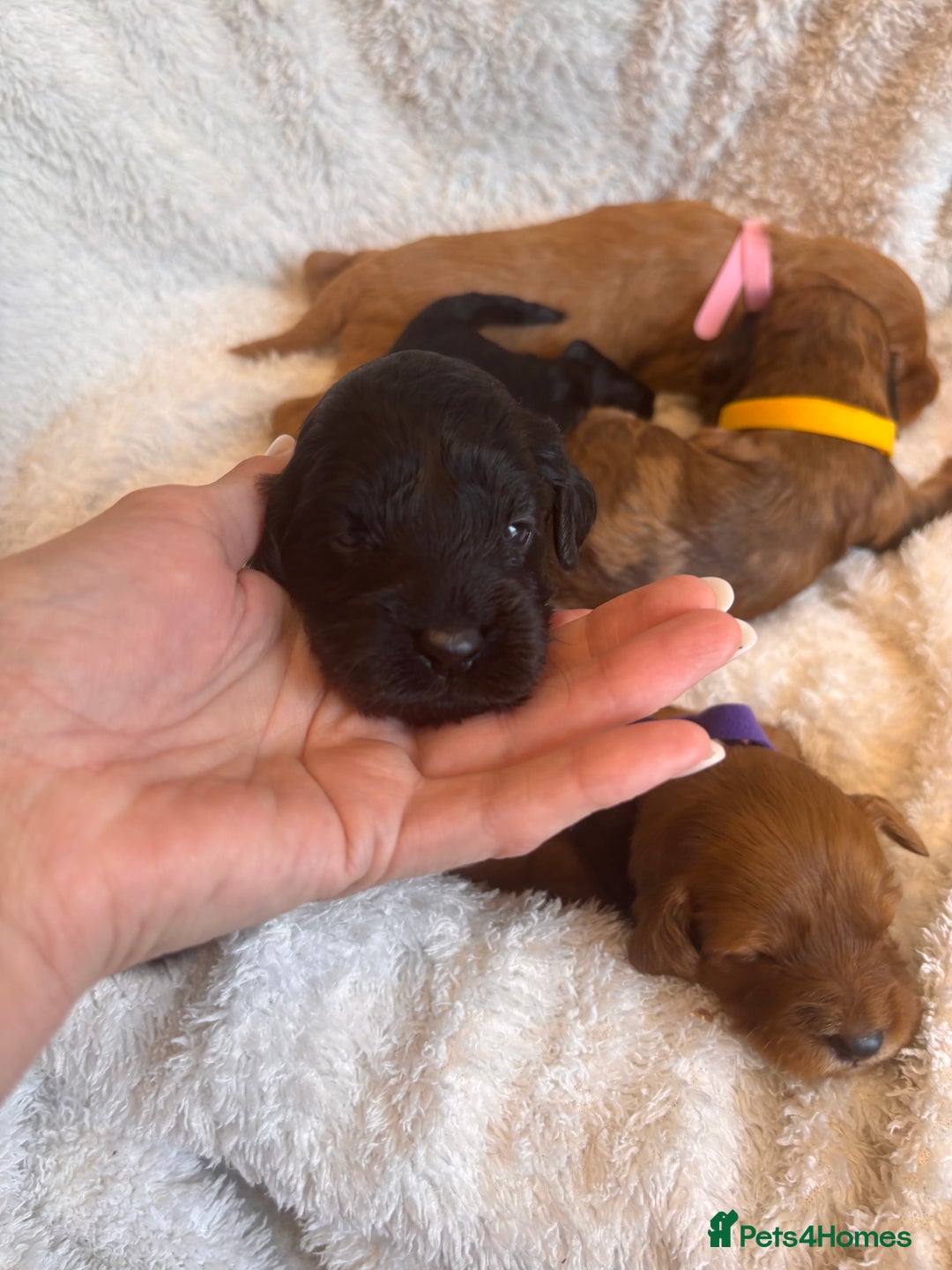 Irish Doodle dogs for sale: 🐾 F1 Beautiful Miniature Irish Doodle Puppies 🐾  - Image 20