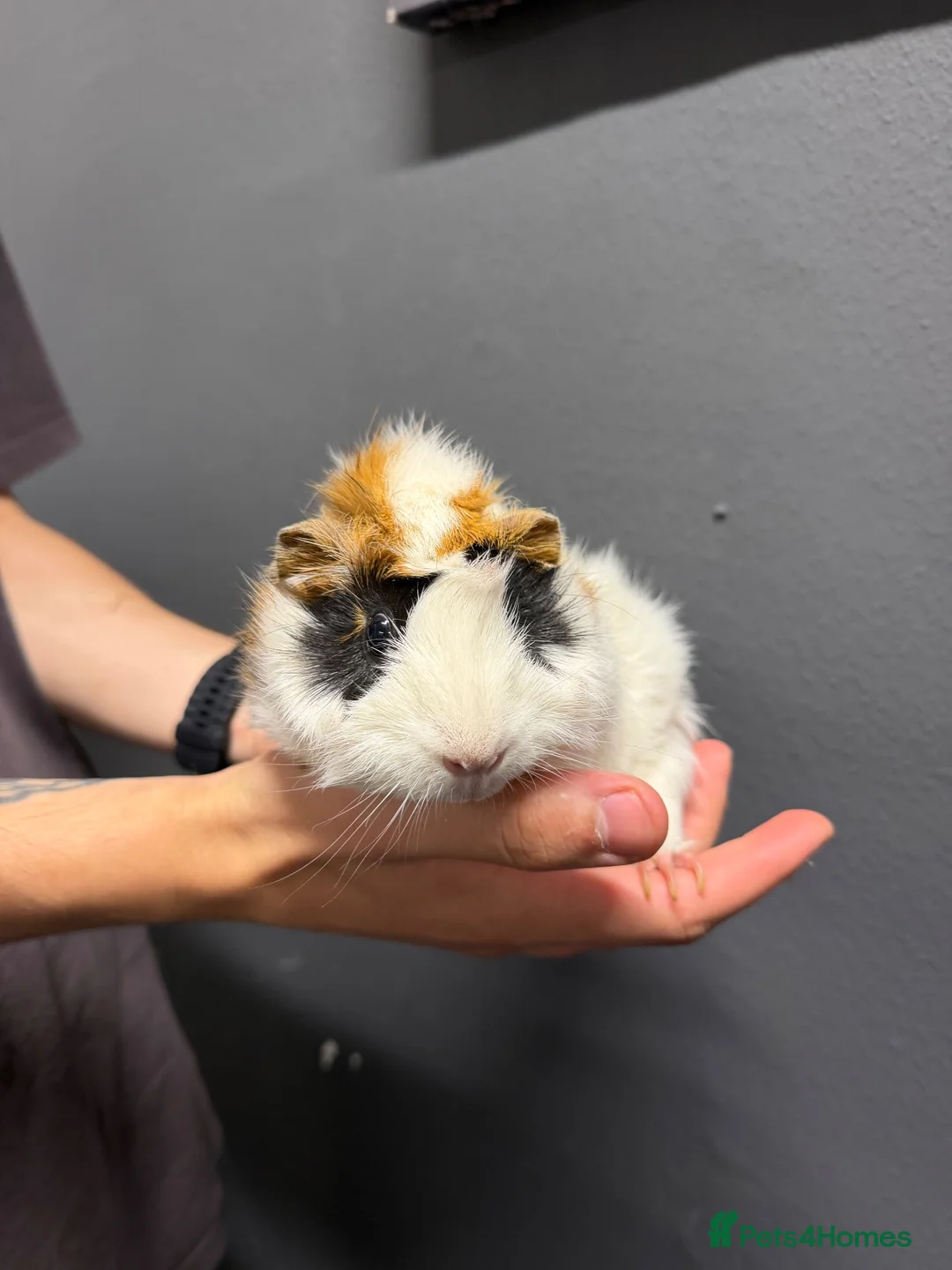 Guinea Pig rodents for sale: Female Guinea pigs  - Advert 2