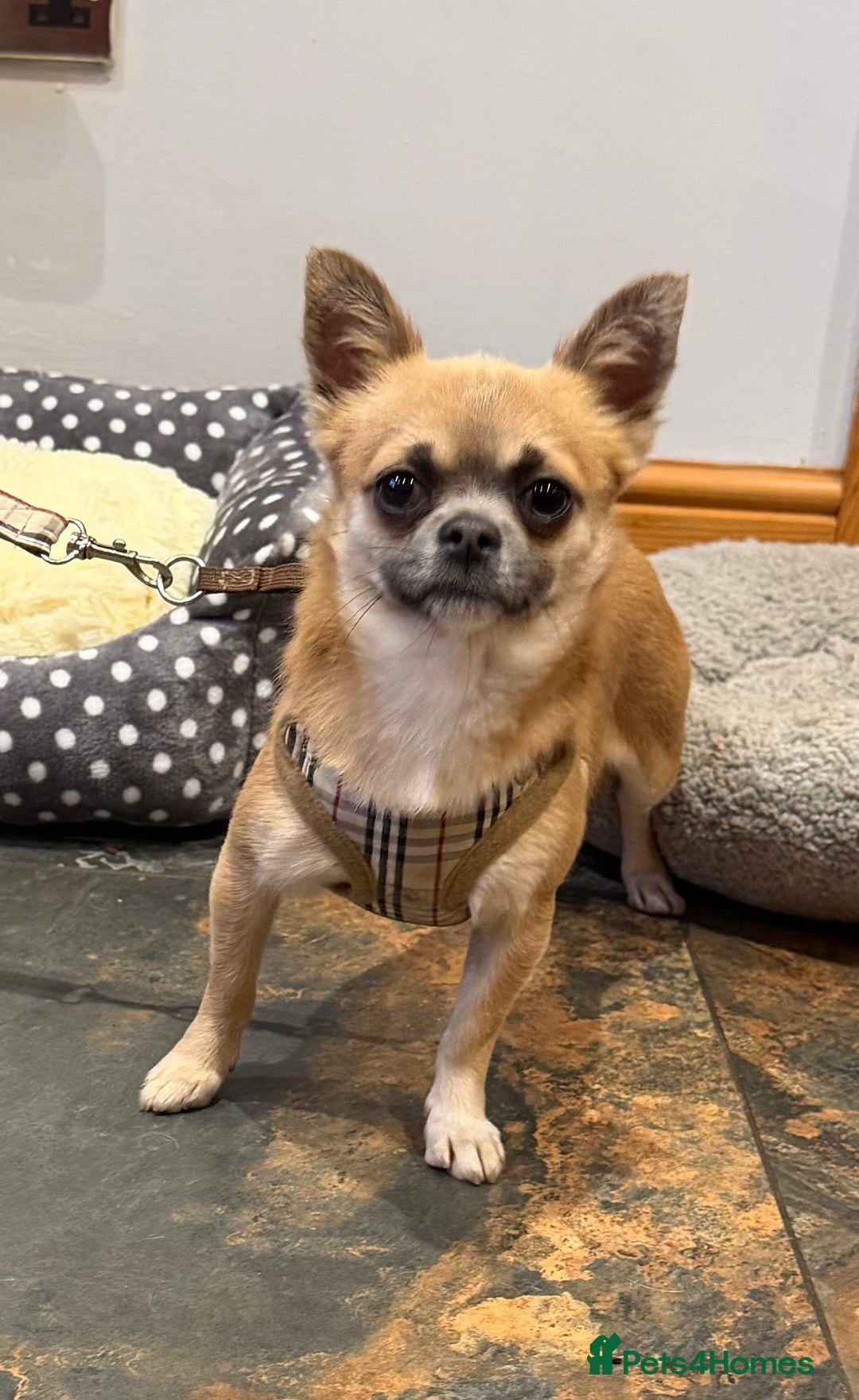 Chihuahua dogs for sale: Beautiful Male chihuahua  - Advert 1