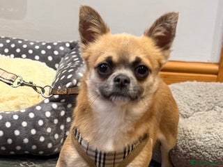 Chihuahua dogs Beautiful Male chihuahua - Advert 1