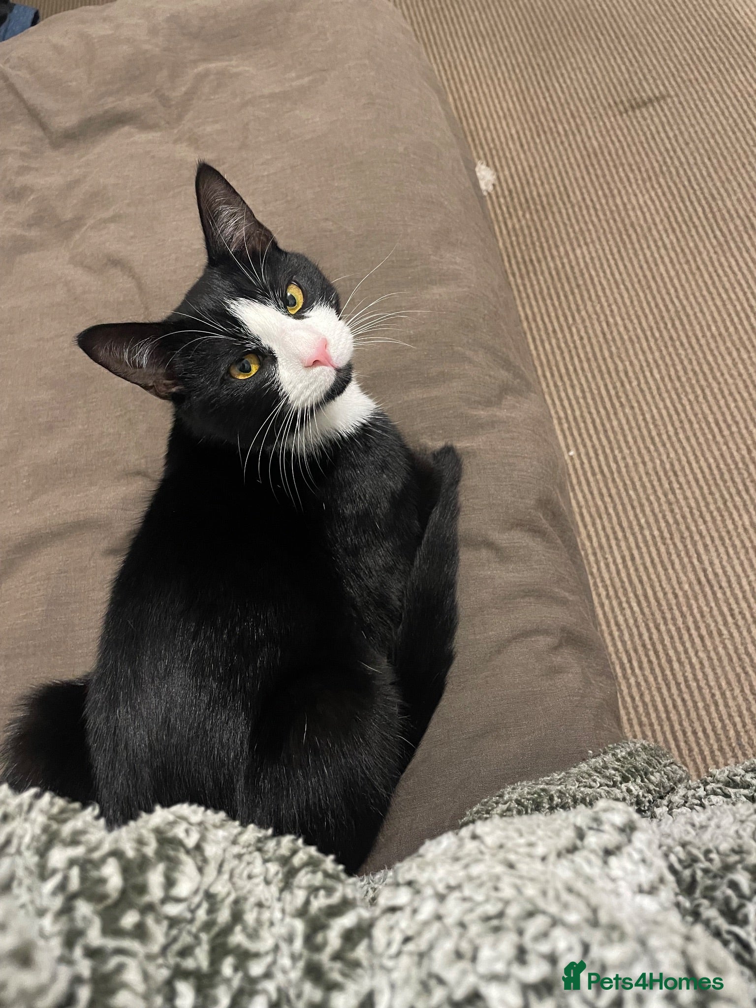 Mixed Breed cats Mix breed kitten  - Advert 4
