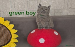 British Shorthair cats for sale: British Blue Shorthair kittens, GCCF pedigree - Image 28