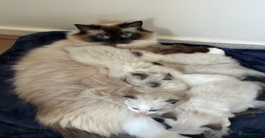 Ragdoll cats - Advert 1