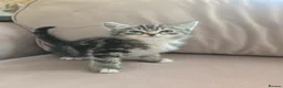 Ragdoll cats for sale: Ragdoll x British Short Hair special kittens  - Advert 5