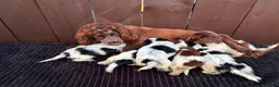 Cockapoo dogs for sale: cockapoos F1 puppy’s 6 available - Advert 14