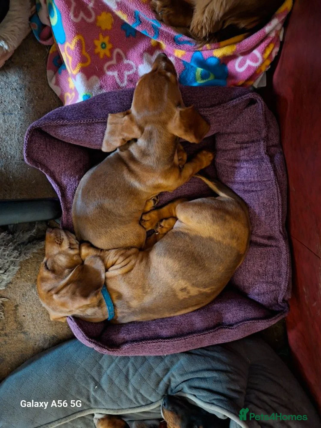 Miniature Dachshund dogs for sale: Lovely litte girl looking for her sofa - Advert 2