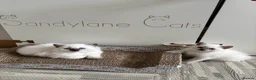 British Shorthair cats for sale: British shorthair colourpoint kittens - Advert 9
