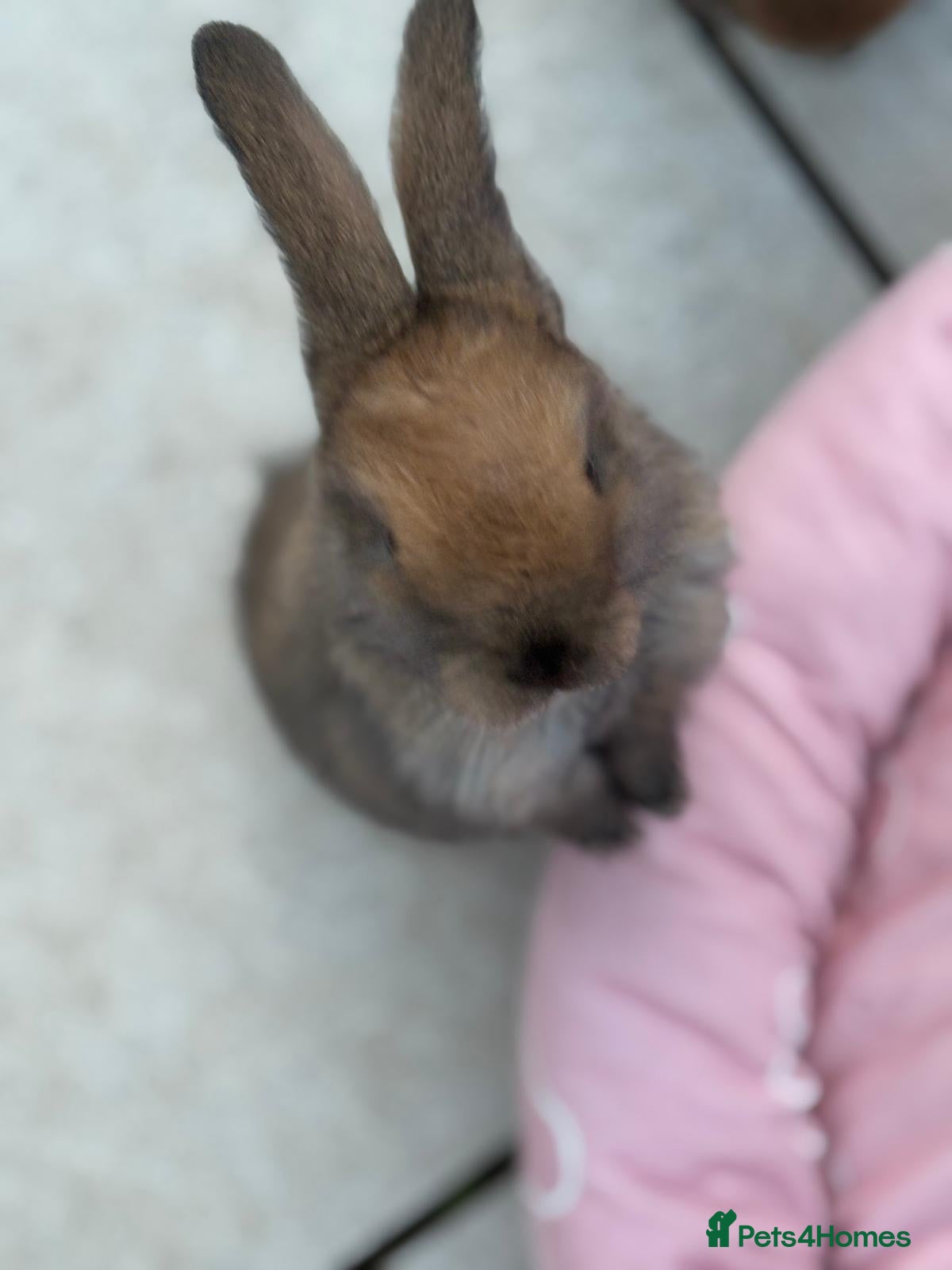 Mini Lop rabbits Stunning baby mini lops - Advert 1