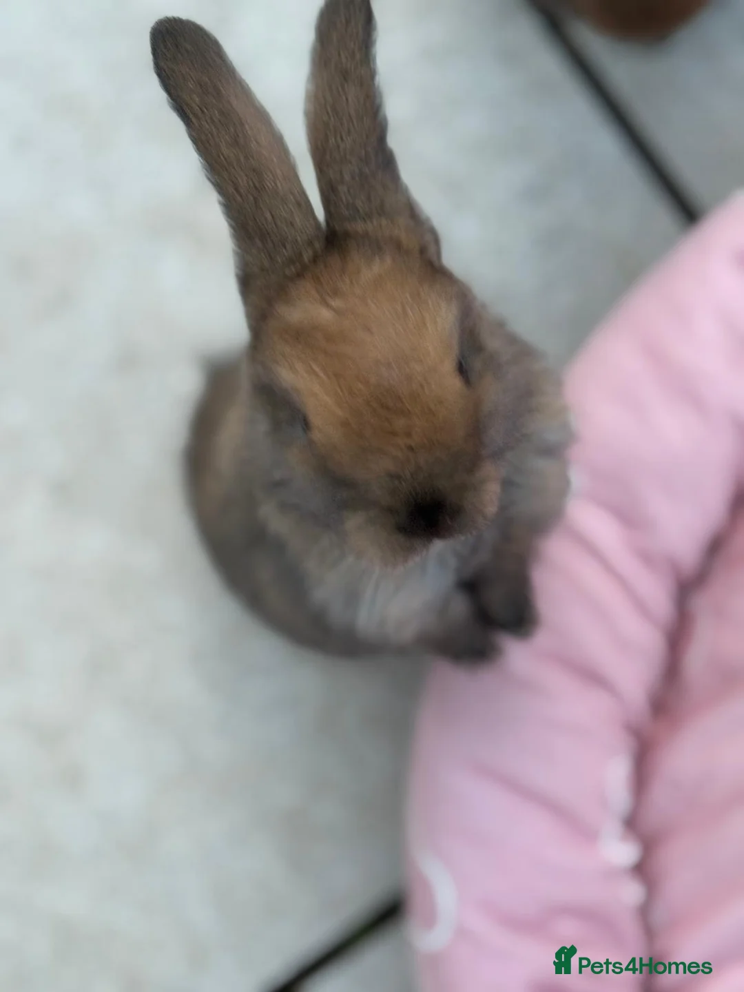 Mini Lop rabbits for sale: Stunning baby mini lops - Advert 1
