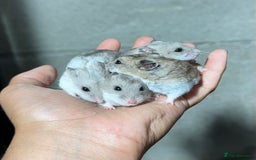 Hamster rodents for sale: STUNNING TAME PEDIGREE CHINESE HAMSTER PUPS in Orpington - Image 1