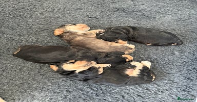 Cocker Spaniel dogs Show type cocker spaniel Puppies  - Advert 15