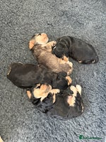 Cocker Spaniel dogs Show type cocker spaniel Puppies - Advert 15