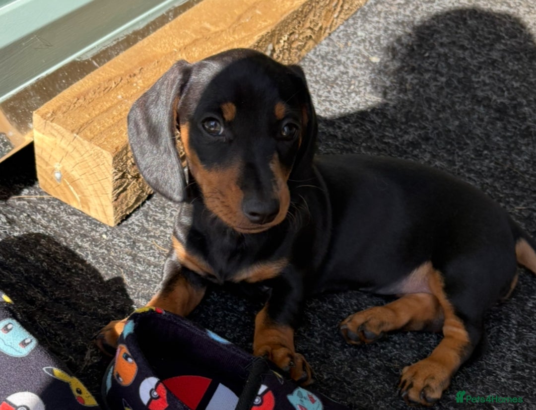 Dachshund dogs for sale: Beautiful dachshund  - Image 4