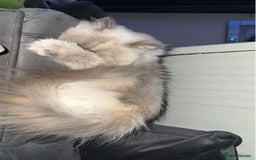 Persian cats for sale: 2 female Persian sisters  - Image 8