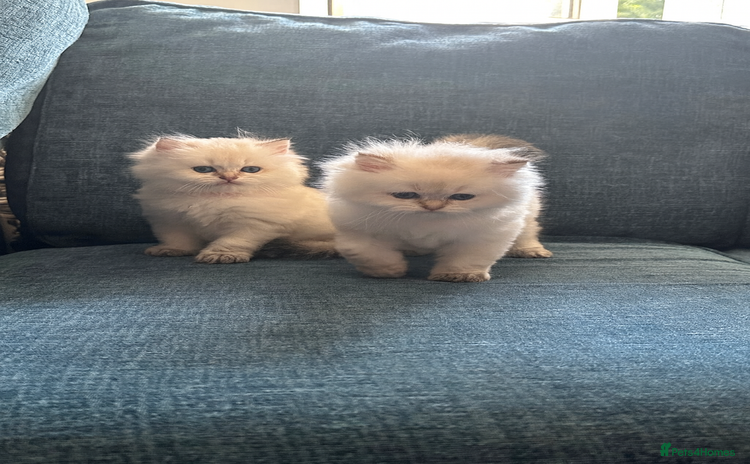 British Longhair cats - Advert 6