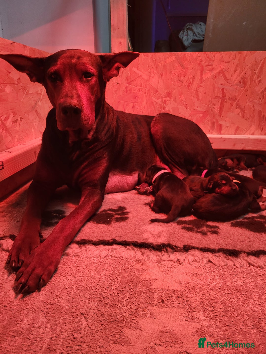 Chinese Red Dog dogs for sale: Chinese Red dog Pups available - Advert 1