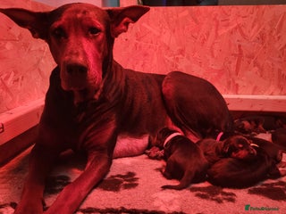 Chinese Red Dog dogs Chinese Red dog Pups available - Advert 3