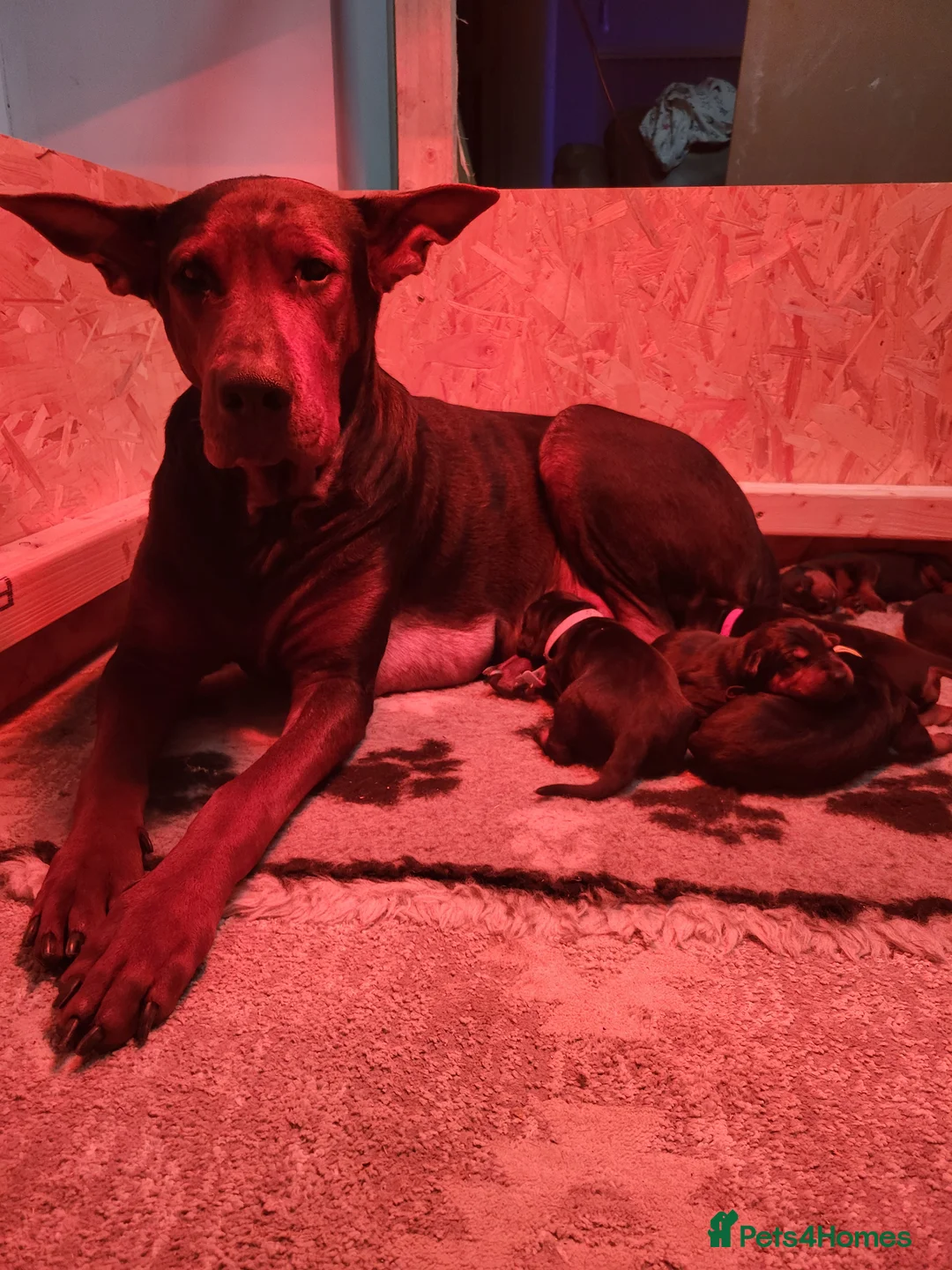 Chinese Red Dog dogs for sale: Chinese Red dog Pups available - Advert 2